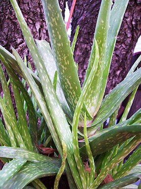 ALOE VERA Plant - Medicinal Burn Aid - Starter Size 8-9"